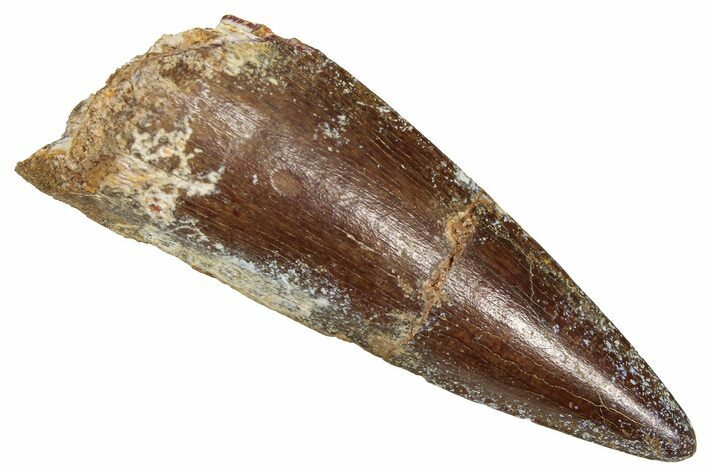 Fossil Spinosaurus Tooth - Real Dinosaur Tooth #373915